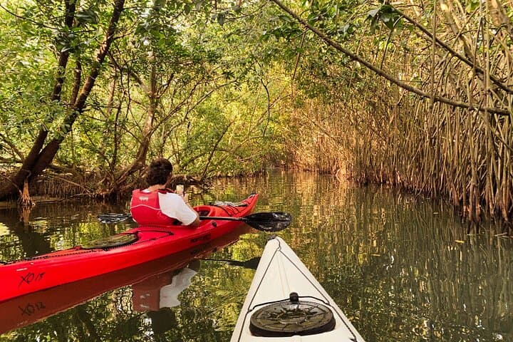Kayaking Paravur Backwaters: Mangrove Forest Paddle from Varkala to Kollam