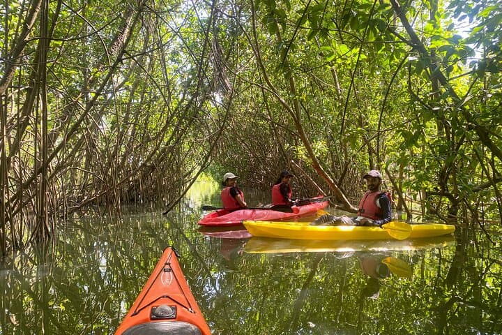 Kayaking Paravur Backwaters: Mangrove Forest Paddle from Varkala to Kollam photo 2