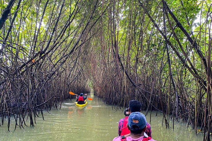 Kayaking Paravur Backwaters: Mangrove Forest Paddle from Varkala to Kollam photo 6