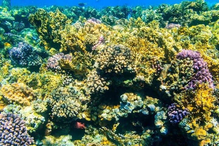 VIP White Island & Ras Mohamed Snorkel Excursion from Sharm el Sheikh photo 5