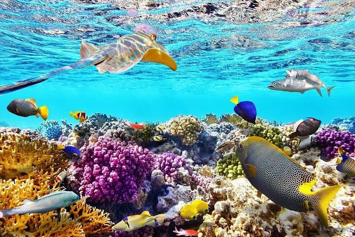 VIP White Island & Ras Mohamed Snorkel Excursion from Sharm el Sheikh photo 3