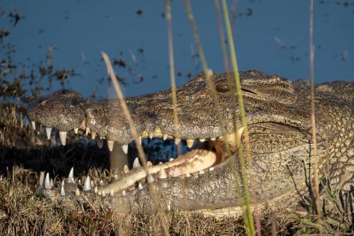Chobe Day Trip: Kasane Safari & Chobe River Cruise photo 2