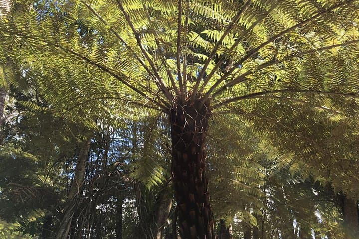 Private Personalised Waiheke Island Tour: Wine, Bush Walks & Local Art photo 3