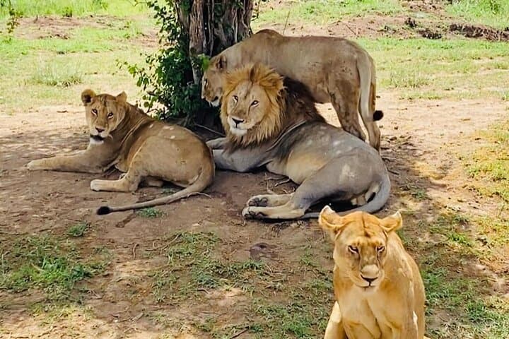 4-day-tarangire-serengeti-ngorongoro-safari photo 2