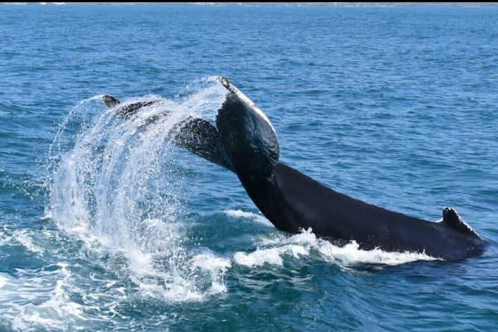 Whale Watching, Cayo Levantado & El Limón: Full-Day Samaná Bay Adventure from Uvero Alto photo 5
