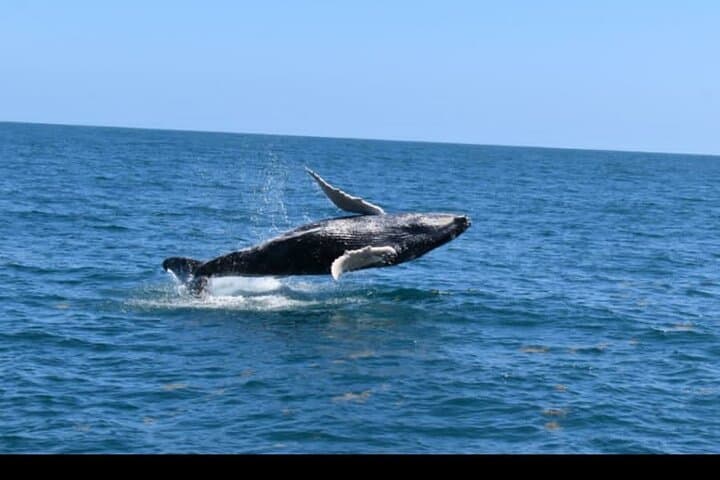 Whale Watching, Cayo Levantado & El Limón: Full-Day Samaná Bay Adventure from Uvero Alto photo 6