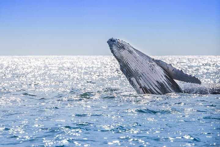 Full-Day Whale Watching in Samaná Bay with Cayo Levantado Beach Visit photo 5