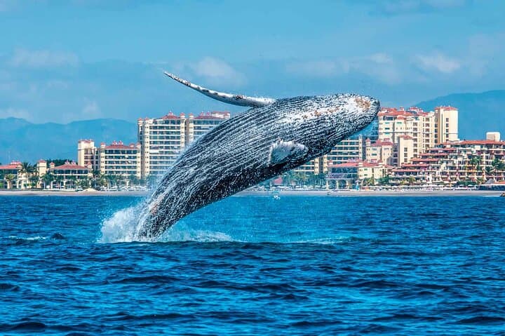 Whale Watching in Samaná Bay and Cayo Levantado Day Trip from Las Terrenas photo 5