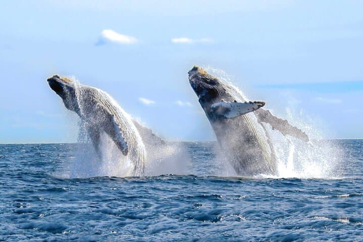 Whale Watching in Samaná Bay and Cayo Levantado Day Trip from Las Terrenas