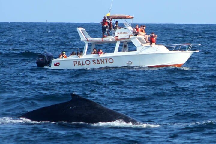 Full-Day Whale Watching in Samaná Bay with Cayo Levantado Beach Visit photo 4