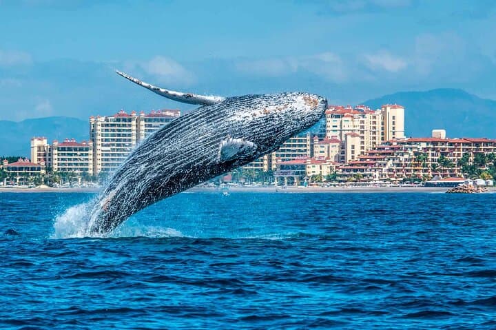 Full-Day Whale Watching in Samaná Bay with Cayo Levantado Beach Visit photo 6