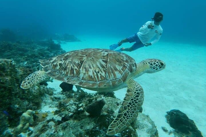 Cozumel Snorkel Tour: Starfish, Stingrays and Turtle Sanctuary photo 3