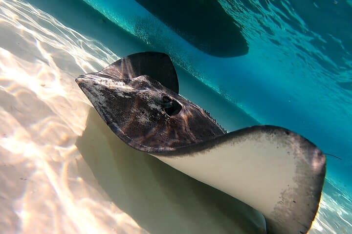 Cozumel Snorkel Tour: Starfish, Stingrays and Turtle Sanctuary photo 6
