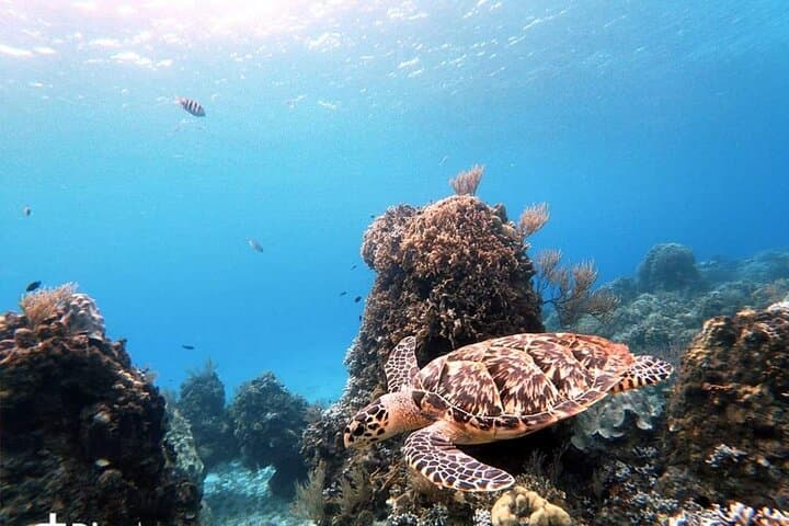 Cozumel Snorkel Tour: Starfish, Stingrays and Turtle Sanctuary photo 5
