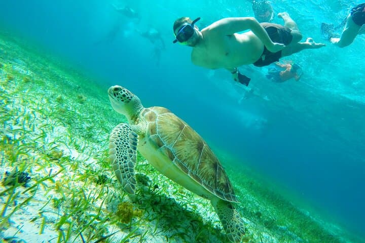 Cozumel Snorkel Tour: Starfish, Stingrays and Turtle Sanctuary