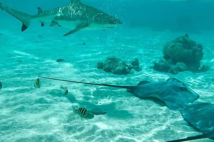 Moorea 2-Hour Jet Ski Tour — Cook's Bay, Opunohu & Stingray Snorkel photo 2