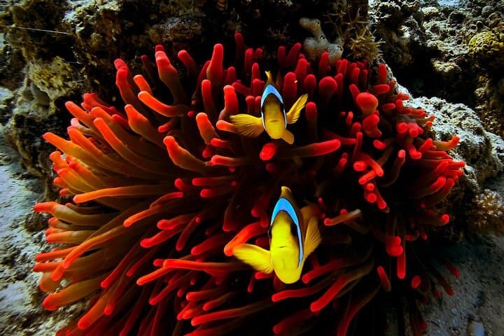 Private Blue Lagoon Snorkeling Tour — Padangbai’s Underwater Paradise photo 3