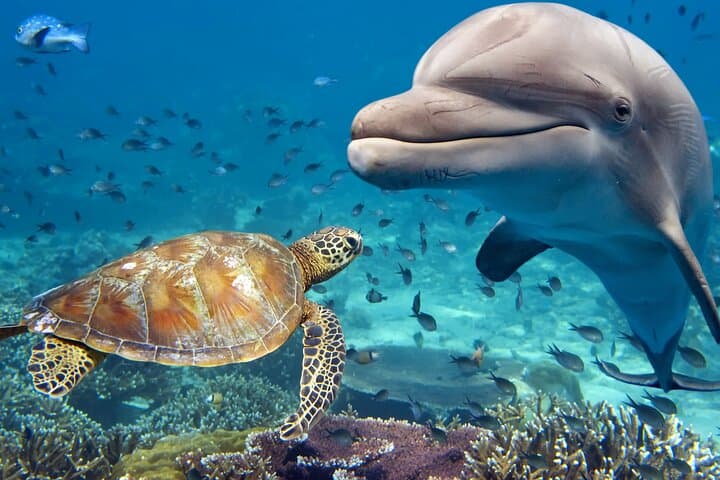 Matanzas River Kayak: Dolphin & Sea Turtle Eco-Tour in St. Augustine