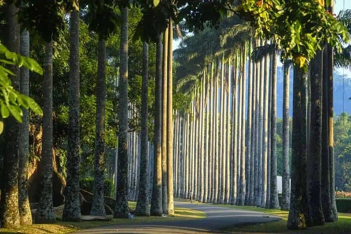 Kandy Day Tour from Colombo: Temple of the Tooth, Peradeniya Gardens & Tea Country photo 2