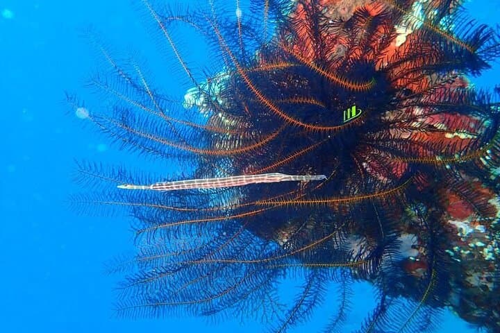 Tulamben Three-Dive Private: Liberty Wreck, Coral Garden & Drop-Off photo 6