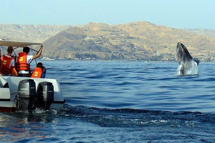 Samaná Bay Whale Watching & Cayo Levantado Day Trip from Boca Chica photo 3