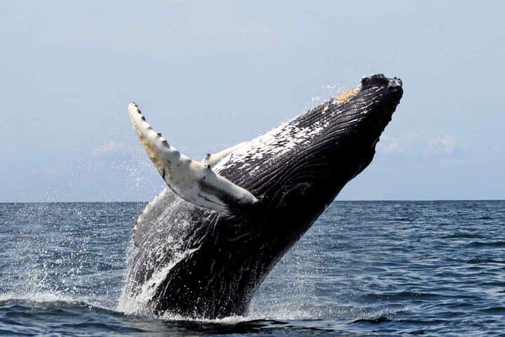 Full-Day Humpback Whale Watching in Samaná Bay with Cayo Levantado Beach Visit