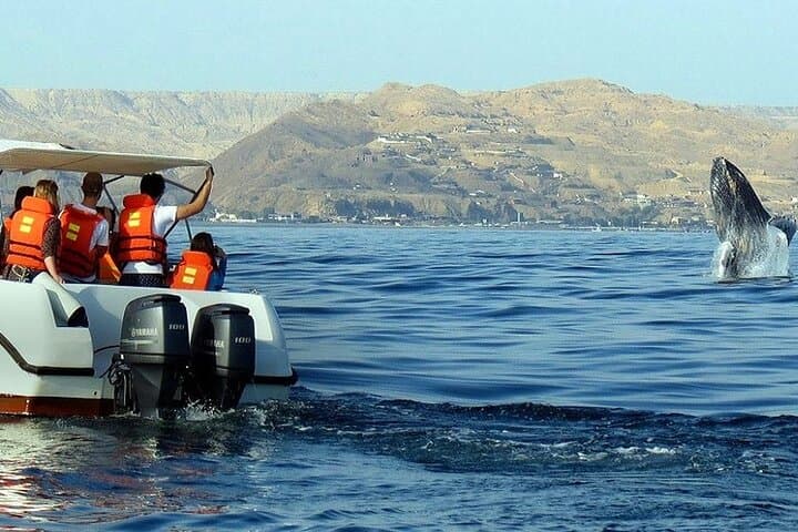 Full-Day Humpback Whale Watching in Samaná Bay with Cayo Levantado Beach Visit photo 3