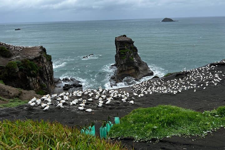 Auckland to the Wild West: Black-Sand Beaches, Gannets & Waitākere Ranges Full-Day Tour photo 2