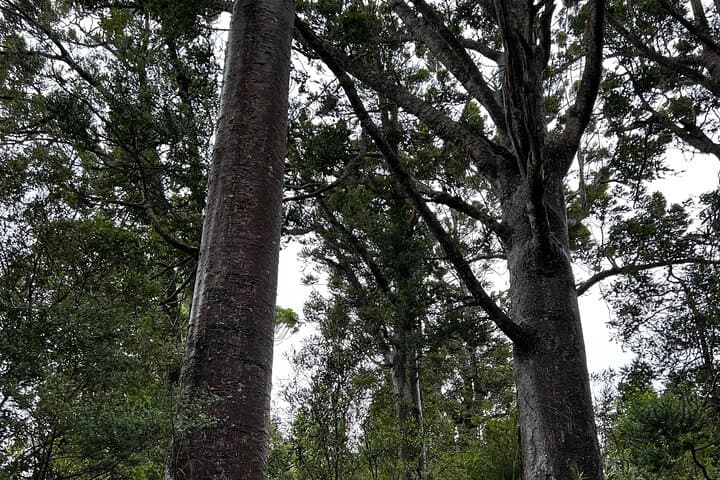 Auckland to the Wild West: Black-Sand Beaches, Gannets & Waitākere Ranges Full-Day Tour photo 6