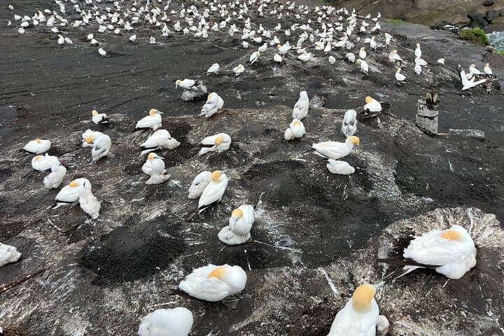 Auckland to the Wild West: Black-Sand Beaches, Gannets & Waitākere Ranges Full-Day Tour photo 3