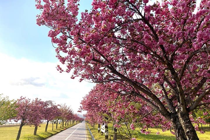 Seoul King Cherry Blossom Trail: Boramae Park to Starfield Hanam One-Day Tour photo 4