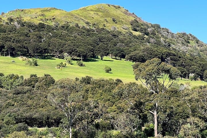 Waiheke Island Private History and Heritage Tour — Māori Cultural Walk & Scenic Bays photo 6