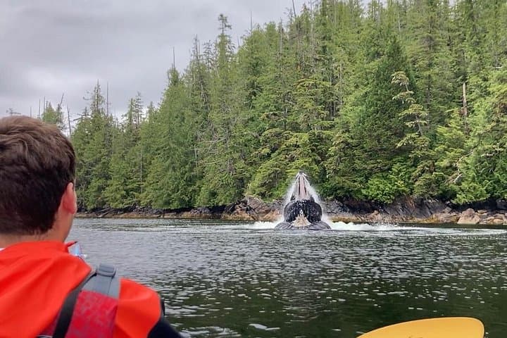 Orca Cove Sea Kayaking — Ketchikan Small-Group Wilderness Kayak Tour photo 4