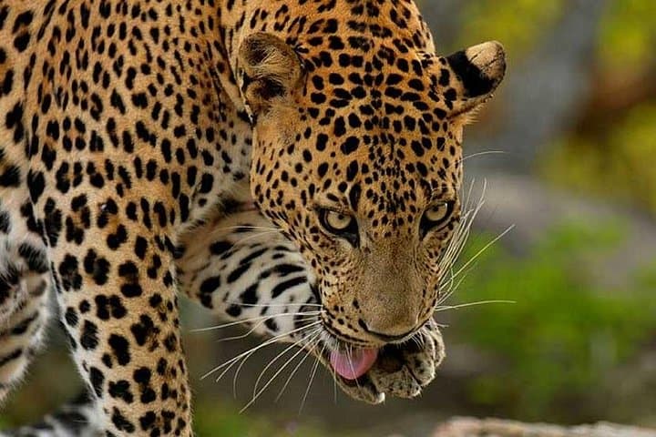 Yala National Park Jeep Safari from Bentota & Beruwala — Leopard-Spotting Day Trip photo 1