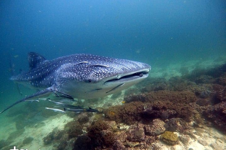 Day Trips to Daymaniyat Islands: Scuba Diving & Snorkeling from Muscat photo 2