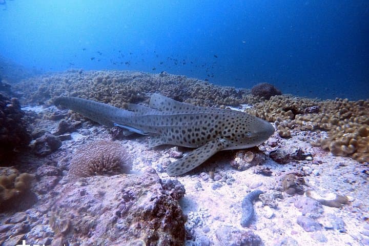 Day Trips to Daymaniyat Islands: Scuba Diving & Snorkeling from Muscat photo 4