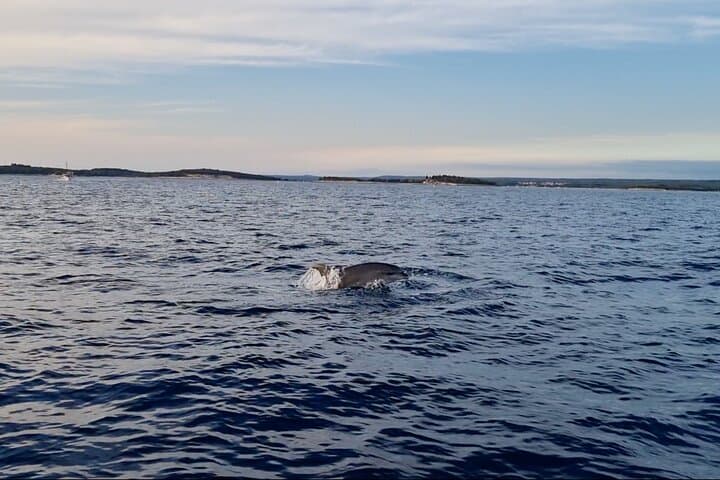 Sunset Dolphin-Watching Cruise in Brijuni Archipelago photo 3