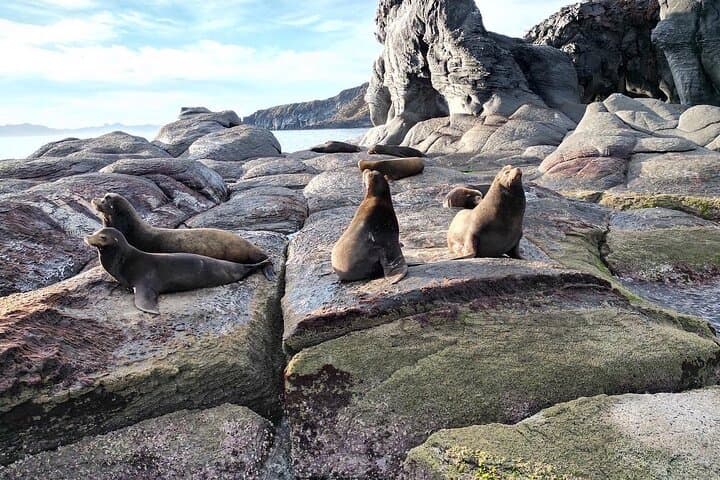 Snorkel Isla Coronados — Ocean Safari & Beach Picnic from Loreto photo 3