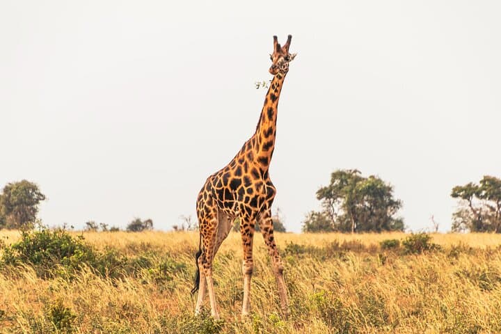 3-Day Private Safari to Murchison Falls National Park — Game Drives, Boat Cruise & Wildlife Viewing photo 2