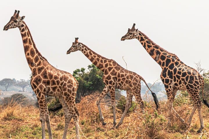 3-Day Private Safari to Murchison Falls National Park — Game Drives, Boat Cruise & Wildlife Viewing photo 3