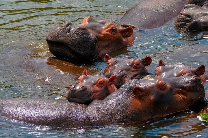 3-Day Private Safari to Murchison Falls National Park — Game Drives, Boat Cruise & Wildlife Viewing photo 4