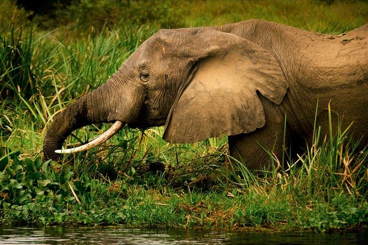 3-Day Private Safari to Murchison Falls National Park — Game Drives, Boat Cruise & Wildlife Viewing photo 5