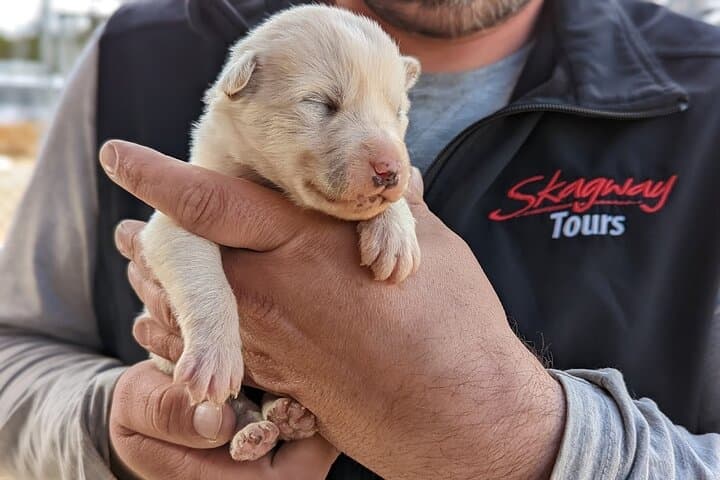 Yukon Husky Puppy Play Time & Summit Tour: Discover Skagway’s Sled Dog Legacy