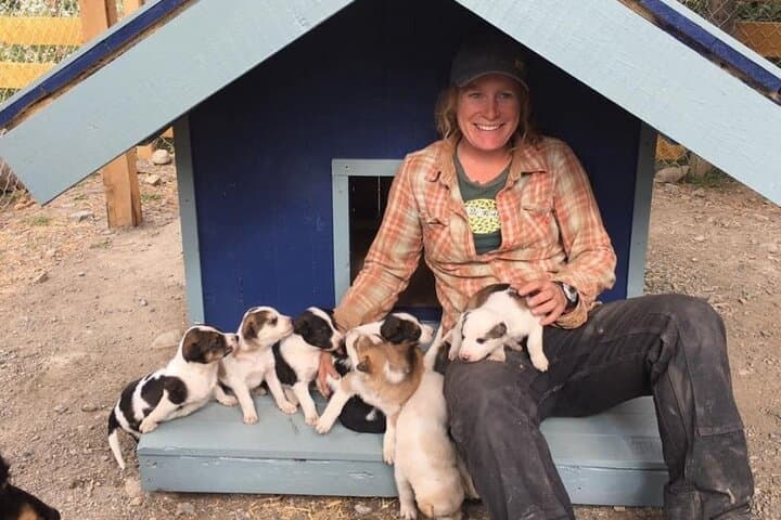 Yukon Husky Puppy Play Time & Summit Tour: Discover Skagway’s Sled Dog Legacy photo 3
