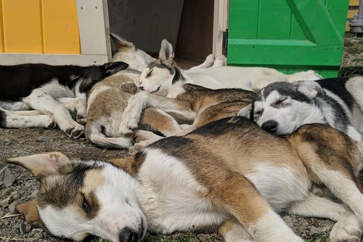 Yukon Husky Puppy Play Time & Summit Tour: Discover Skagway’s Sled Dog Legacy photo 4