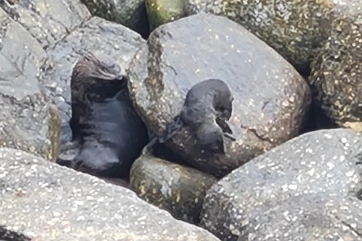 West Coast Scenic & Taste Tour from Greymouth — Pancake Rocks, Seal Colony, Breweries photo 2