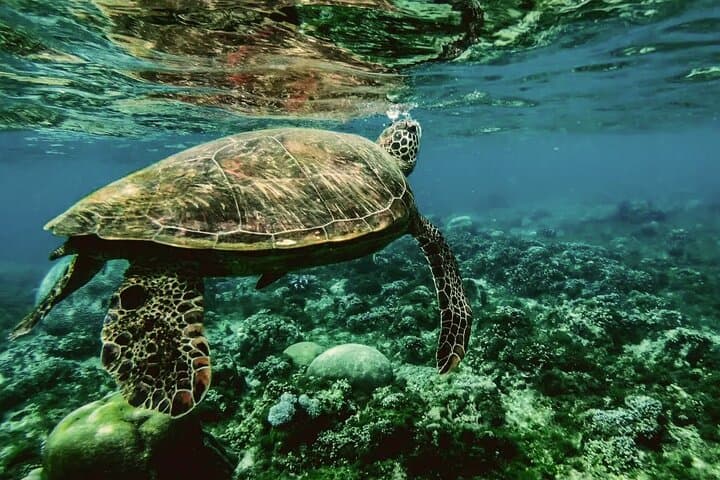 Private 2-Hour Scuba Dive at Qantab Beach, Muscat — Shore Reefs & Easy Dives photo 3