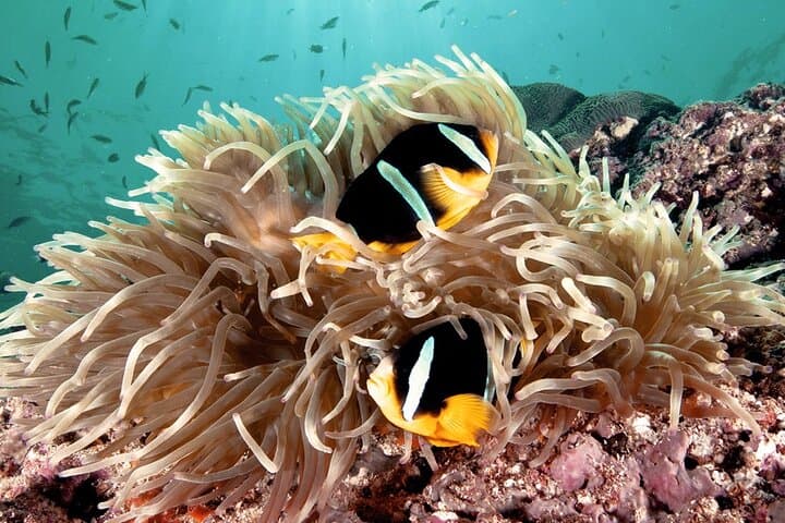 Private 2-Hour Scuba Dive at Qantab Beach, Muscat — Shore Reefs & Easy Dives photo 4