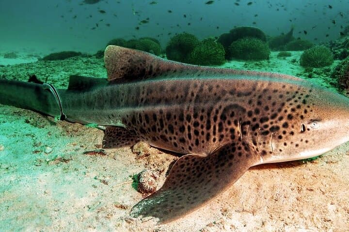Private 2-Hour Scuba Dive at Qantab Beach, Muscat — Shore Reefs & Easy Dives photo 6