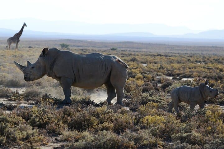 2-Day Tarangire & Ngorongoro Crater Safari from Arusha — Big Five in Two Days photo 3